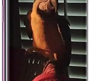 How to change screen resolution on galaxy S9 and galaxy S9 Plus